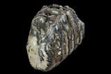 Southern Mammoth Molar Section - Hungary #123662-2